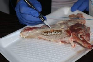 Tishk International University | Workshops