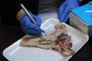 Tishk International University | Workshops