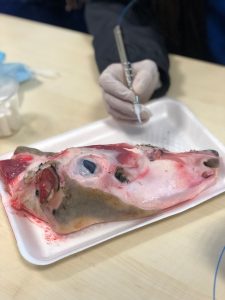 Tishk International University | Workshops